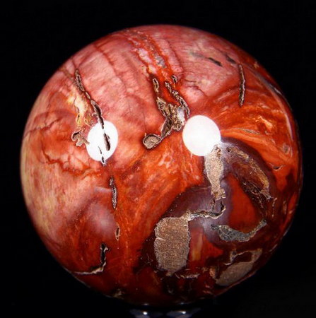 African Petrified Wood